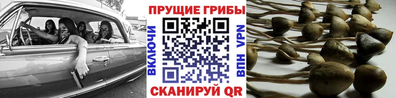 KRAKEN маркетплейс Старица Галлюциногенные грибы GOLDEN TEACHER